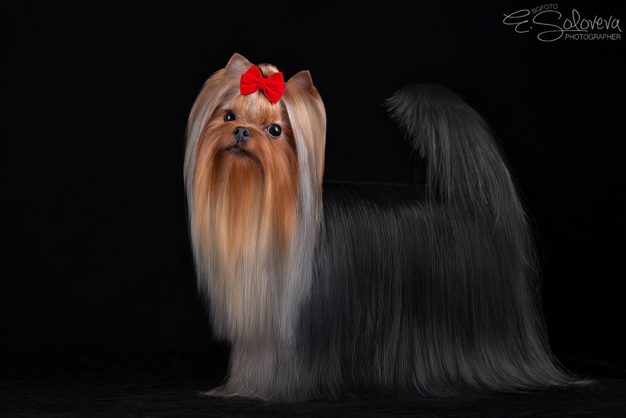 Fley Prada Fendi